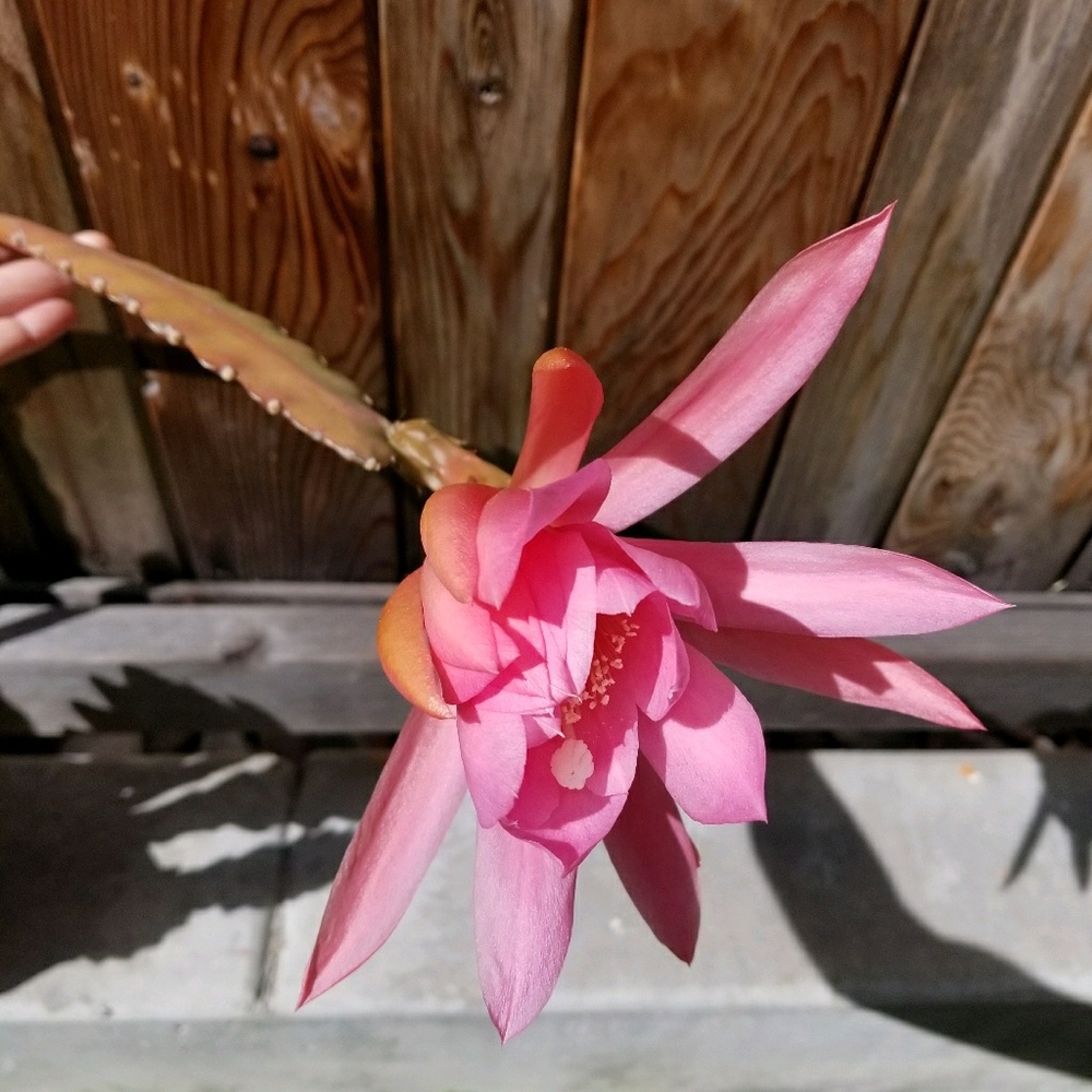 Meet your Posher, Shannon